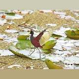 Jacana