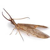 Dobsonfly