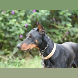 Doberman with clipped ears