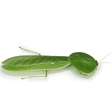 Leaf Mantis