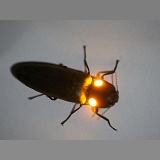 Luminous click beetle