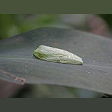 Red-eyed Tree Frog resting