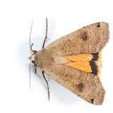 Lesser Yellow underwing moth