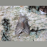 Lobster moth male