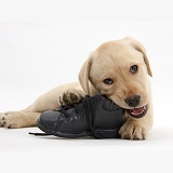 Yellow Labrador pup chewing a child's shoe