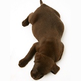 Chocolate Labrador Retriever pup asleep