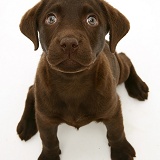 Chocolate Labrador Retriever pup, sitting and looking up