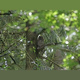 Tawny owl roosting
