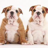 Two Bulldog pups, 8 weeks old, sitting