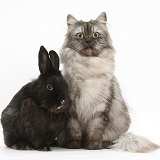 Persian x Birman cat and black rabbit