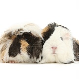Long-haired Guinea pigs