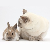 Siamese-cross cat and baby rabbit