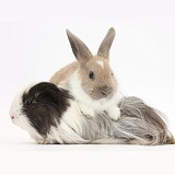 Baby rabbit and long-haired Guinea pig