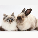 Birman cat and colourpoint rabbit