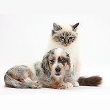 Birman cat and Dapple Dachshund pup