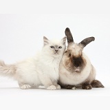 Blue-point kitten and colourpoint rabbit