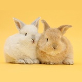 White and baby sandy rabbits on yellow background