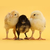 Yellow and black Bantam chicks
