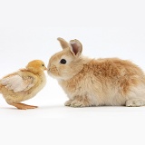 Cute sandy bunny and yellow bantam chick