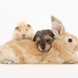 Yorkipoo pup, 6 weeks old, with rabbit and Guinea pig