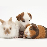 Jack Russell Terrier puppy, Guinea pig and rabbit