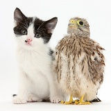 Baby Kestrel chick with black-and-white kitten