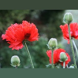 Red Oriental Poppies