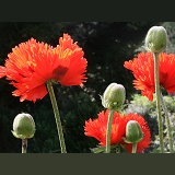 Red Oriental Poppies
