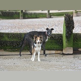 Border collie and deerhound lurcher at the seaside