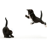Black-and-white kitten leaping
