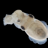 Cuttlefish embryo