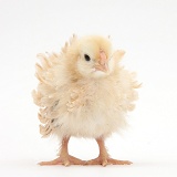 Frizzle feather chicken chick
