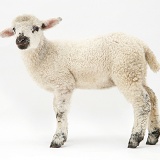 Lamb, standing