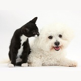 Bichon Frise and black-and-white kitten