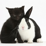 Black kitten and Dutch rabbit