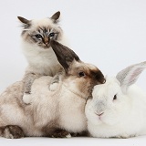 Tabby-point Birman cat and rabbits