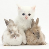 White kitten and baby rabbits