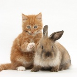 Ginger kitten and young Lionhead-Lop rabbit