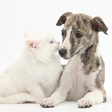 Brindle-and-white Whippet pup with white kitten