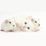 Baby white Guinea pigs and white kitten