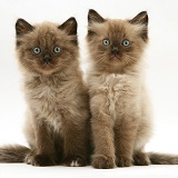 Chocolate Birman-cross kittens