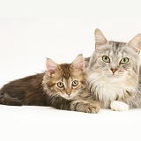 Maine Coon mother cat and kitten