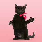 Black kitten reaching out with pink bow