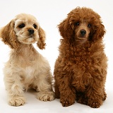 American Cocker Spaniel pup and Toy Poodle pup