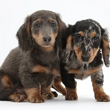 Blue-and-tan and tricolour merle Dachshund pups