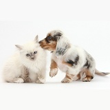 Blue-point kitten and Dapple Dachshund pup