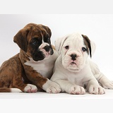 Two Boxer puppies lounging