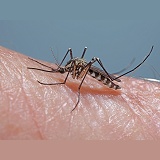 Mosquito on human arm