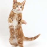 Ginger kitten standing up with raised paws