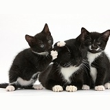 Black-and-white mother cat and kittens